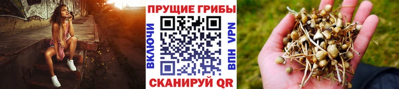 Купить где  Острогожск  Галлюциногенные грибы мицелий 